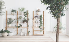 Charger l&#39;image dans la galerie, Botanique Flowerpot Ø15 x H22,5 cm