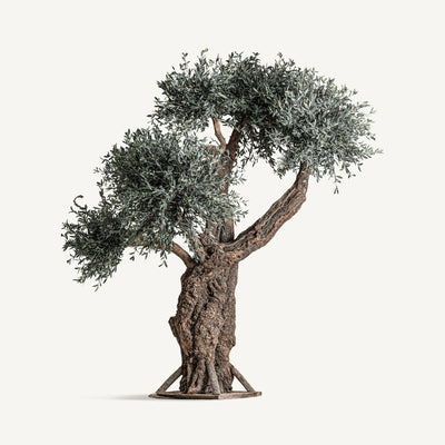 OLIVO PLANT