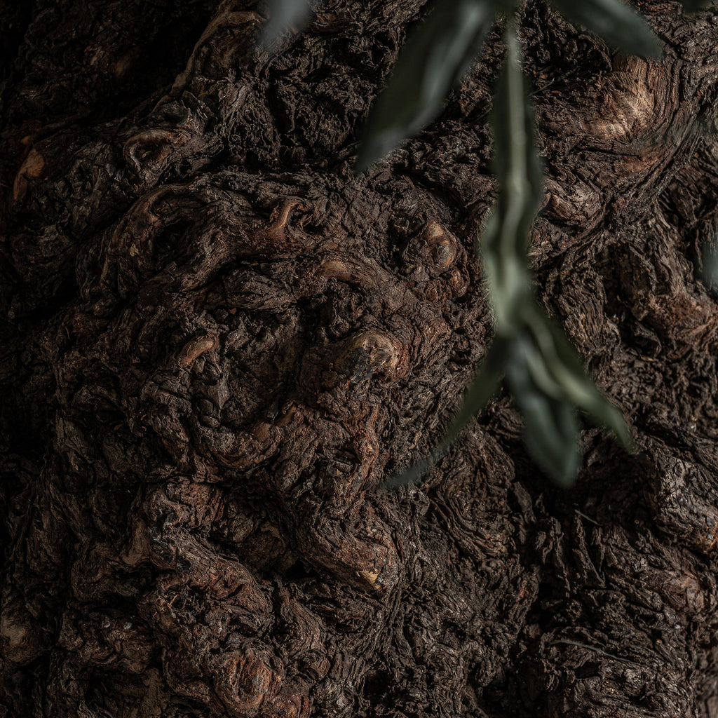 OLIVO PLANT