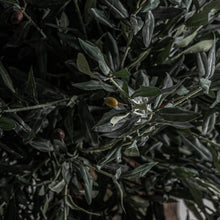 Cargar imagen en el visor de la galería, OLIVO PLANT