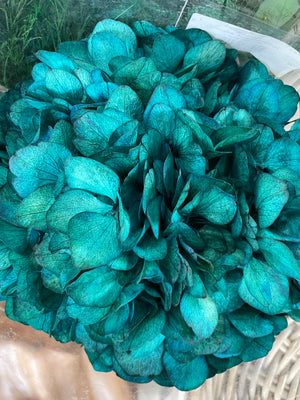 Petrol preserved hydrangea