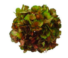 Load image into Gallery viewer, Preserved Hydrangea Green/Red