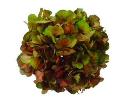 Preserved Hydrangea Green/Red