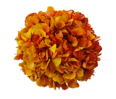 Preserved Hydrangea Safran/Red